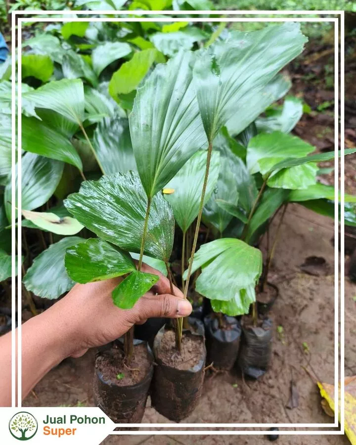 Jual Bibit Aren kecil 50 Cm Hingga Besar