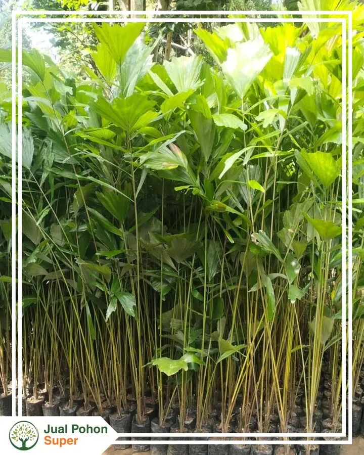 Jual Bibit ArenTinggi 1 - 2 Meter