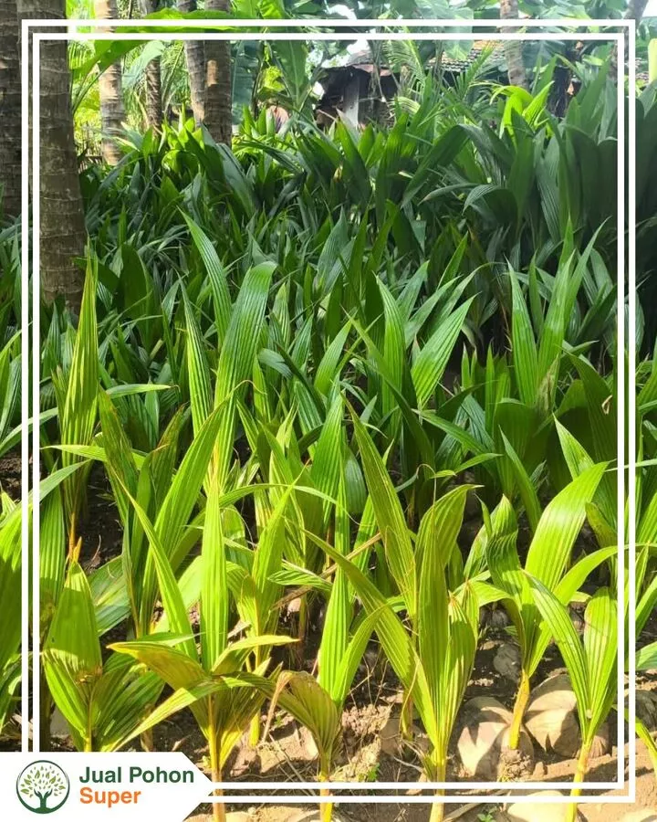 Jual Bibit Kelapa Kopyor Asli Unggul untuk Pembibitan Besar