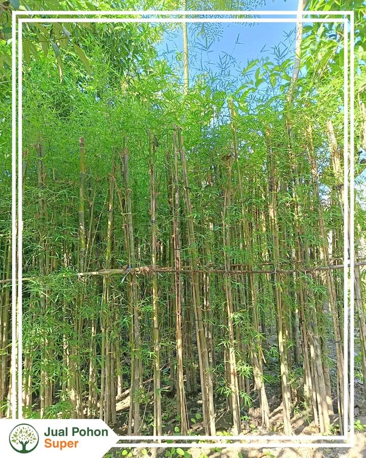 Jual Pohon Bambu Jakarta Ukuran Lengkap Siap Tanam Proyek