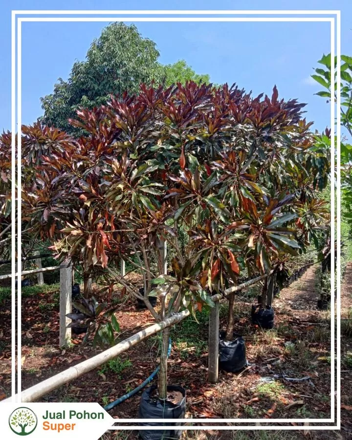 Jual Pohon Bintaro Merah Berbagai Ukuran, Siap Tanam Proyek