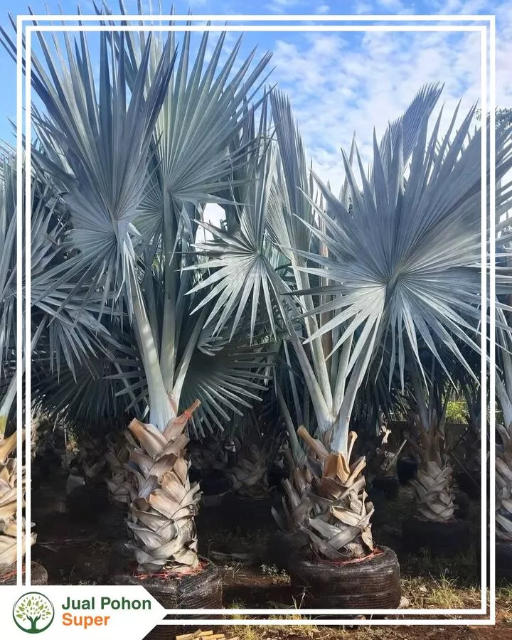 Jual Pohon Palem Bismark Silver untuk Taman & Landscape