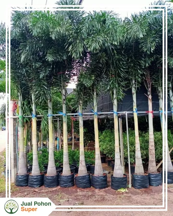 Jual Pohon Palem Ekor Tupai Besar & Kecil Berkualitas