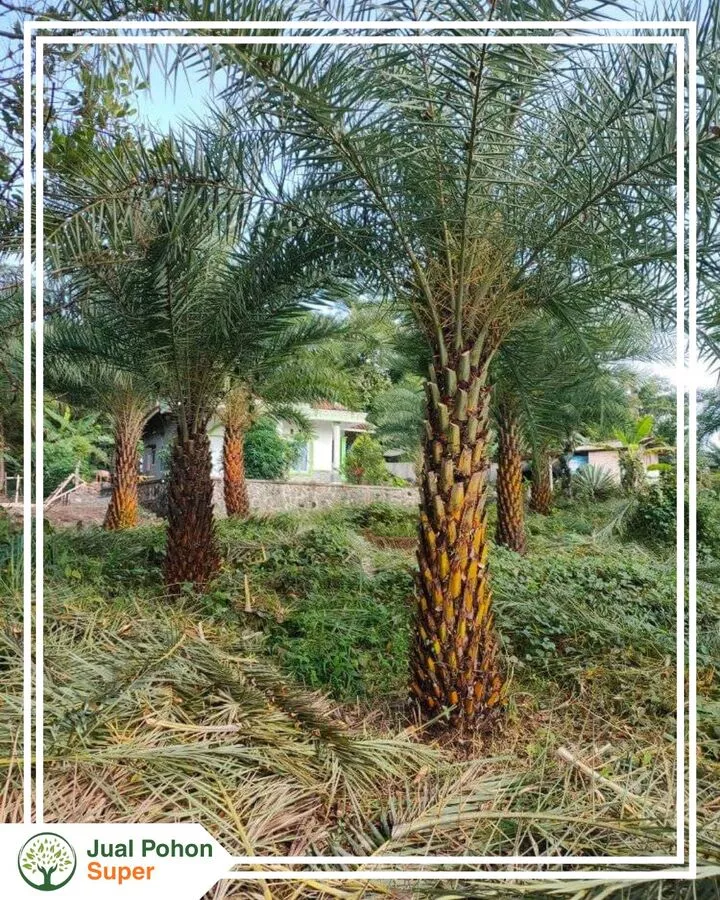 Jual Pohon Palem Kenari Ukuran Besar & Kecil Siap Kirim