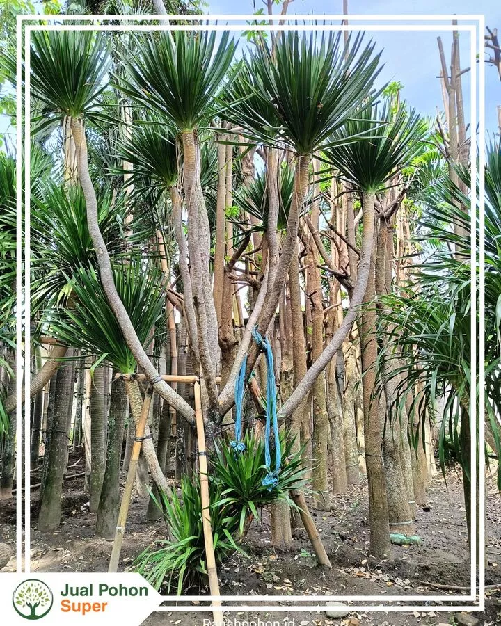 Jual Pohon Pandan Bali Berkualitas dari Bibit hingga Besar