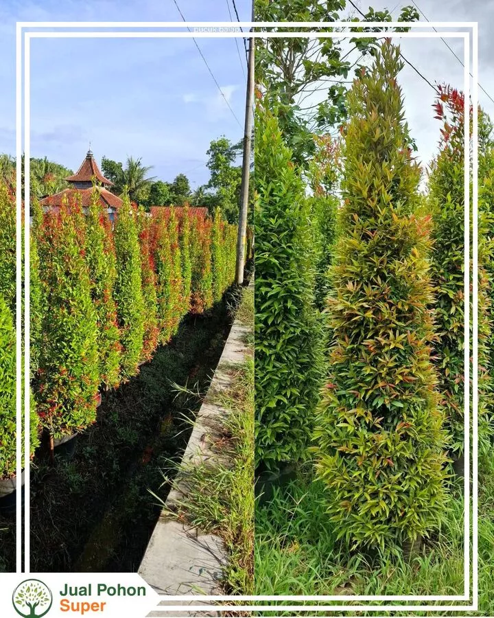 Jual Pohon Pucuk Merah Unggul untuk Proyek Taman & Landscape