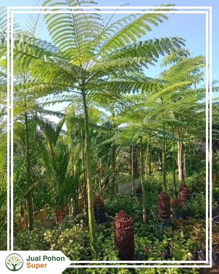 Jual Pohon Solobium Siap Tanam untuk Taman & Landscape