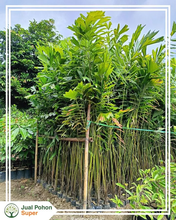 Supplier Jual Bibit Aren Kualitas Super Siap Tanam Proyek