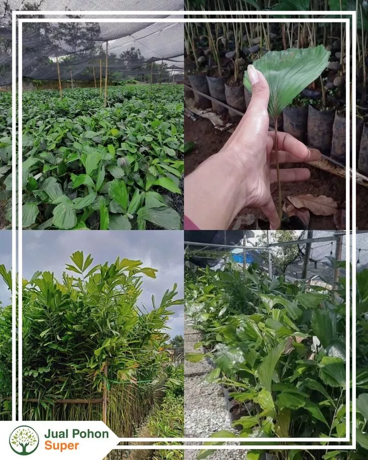 Harga Jual Bibit Aren Murah Kualitas Unggul