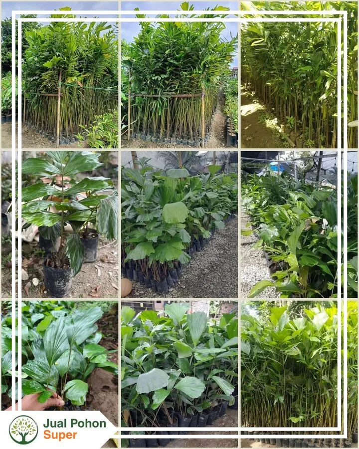 Jual Bibit Aren Harga Kompetitif Bibit Unggul