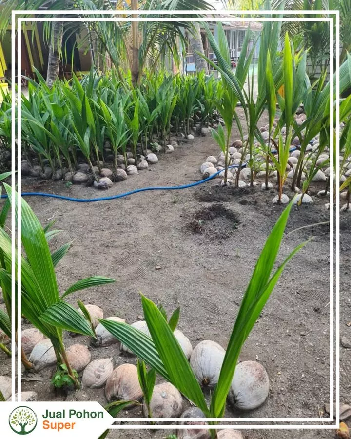 Jual Bibit Kelapa Wulung Unggul Siap Tanam Berbagai Ukuran