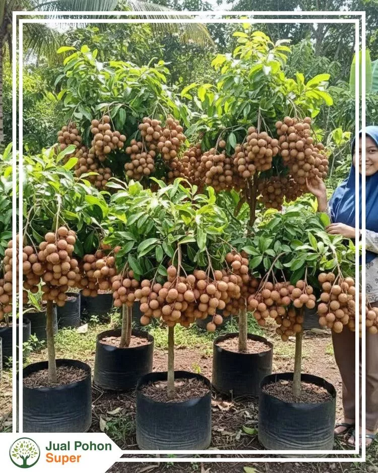 Jual Bibit Kelengkeng Siap Buah Kualitas Unggul