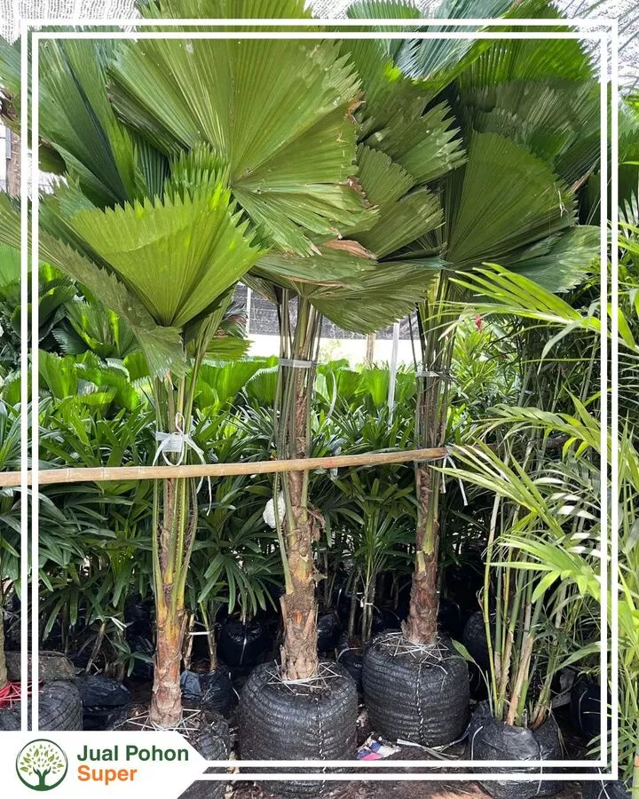 Jual Pohon Palem Kipas Besar Tinggi 4 Meter