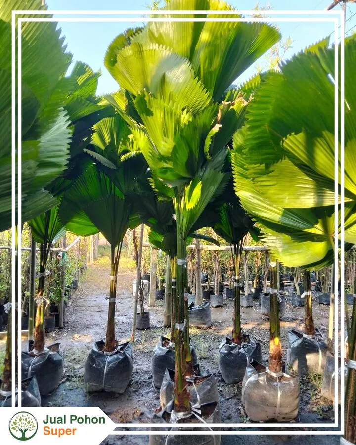 Jual Pohon Palem Kol Berkualitas untuk Landscape