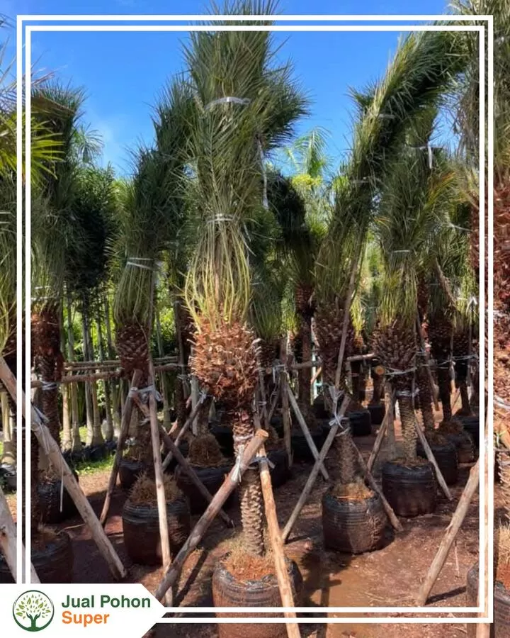 Jual Pohon Palem Phoenix Murah Berkualitas untuk Taman