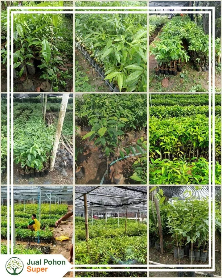 Jual Bibit Gaharu Terdeka Kualitas Super Siap Kirim