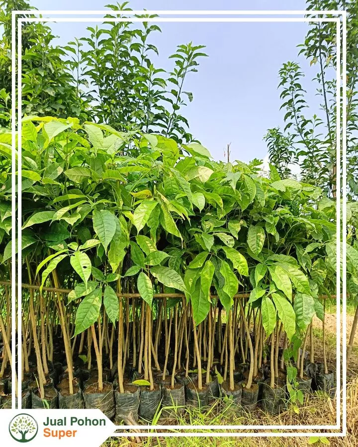 Jual Bibit Pohon Tabebuya 50–80 cm Siap Tanam Harga Murah