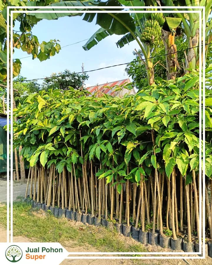 Jual Pohon Tabebuya Tinggi 1 - 2 Meter Harga Terbaik Siap Kirim