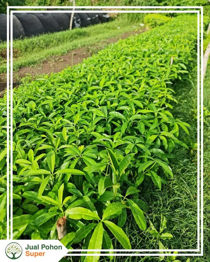 Jual Bibit Pohon Pule 50-80 cm Unggul Siap Tanam Murah