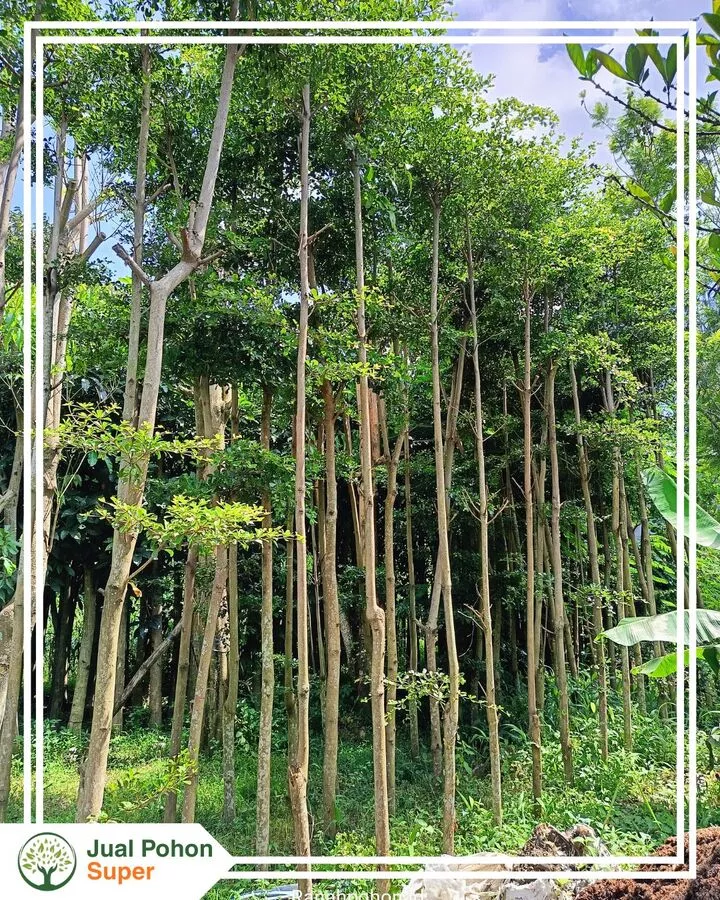 Jual Pohon Ketapang Kencana 3-4 Meter Untuk Proyek Landscape