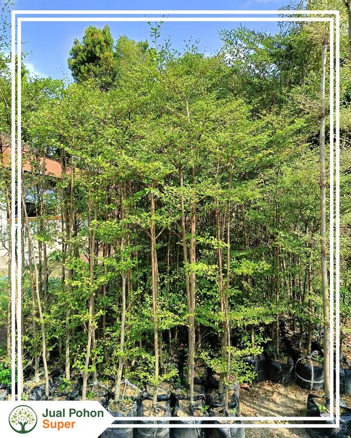 Jual Pohon Ketapang Kencana Tinggi 1-2 Meter Siap Tanam