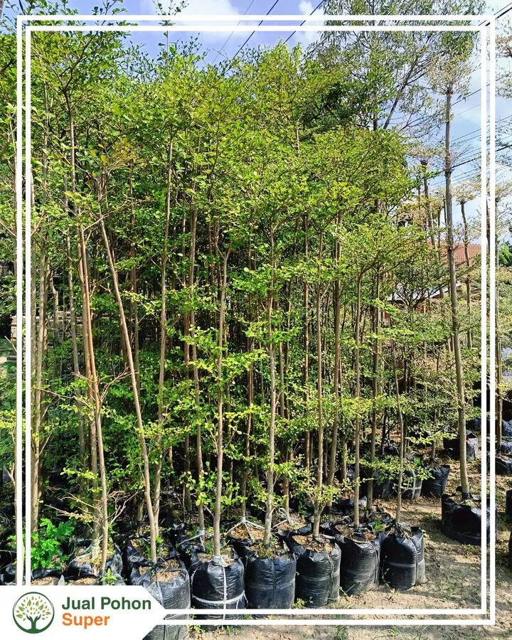 Jual Pohon Ketapang Kencana Tinggi 1-2 Meter Unggul Siap Tanam