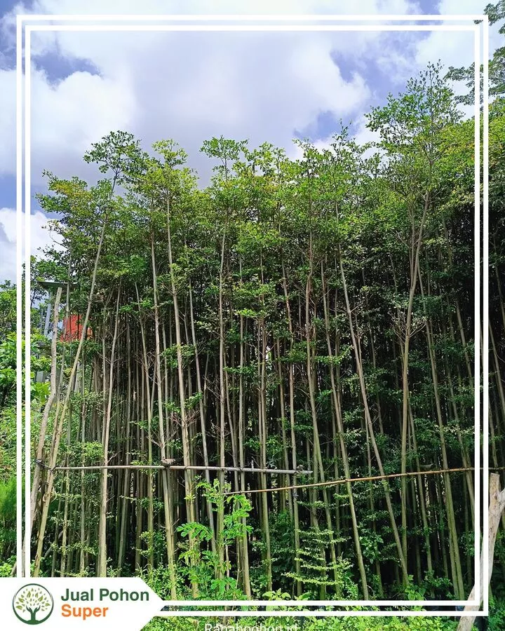 Jual Pohon Ketapang Kencana Tinggi 3-4 Meter Untuk Landscape Taman