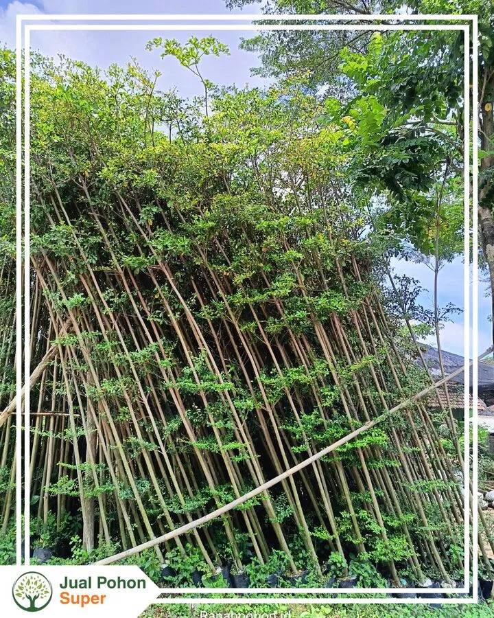 Jual Pohon Ketapang Kencana Tinggi 3 Meter Harga Murah