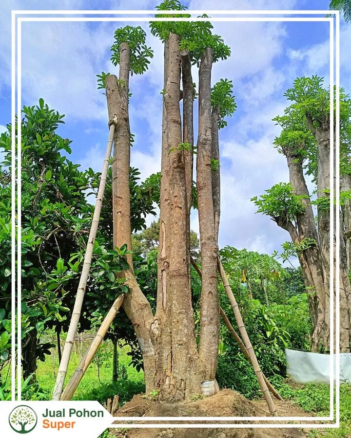 Jual Pohon Pule Besar Supplier Harga Murah untuk Proyek Landscape