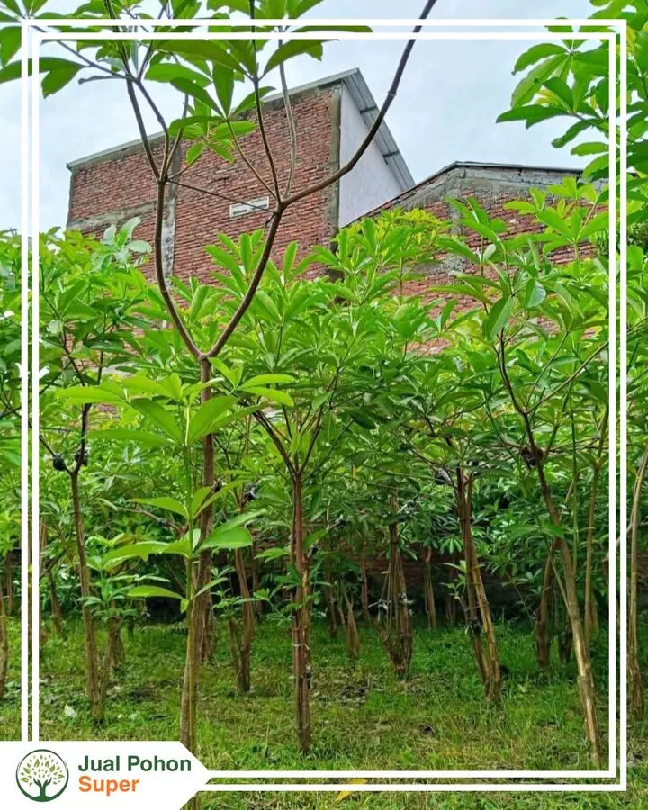 Jual Pohon Pule Tinggi 1-2 Meter Supplier Harga Murah Siap Tanam