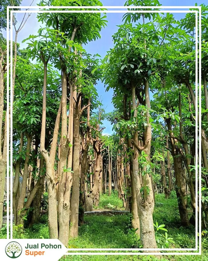 Jual Pohon Pule Tinggi 3 - 4 Meter untuk Taman & Proyek