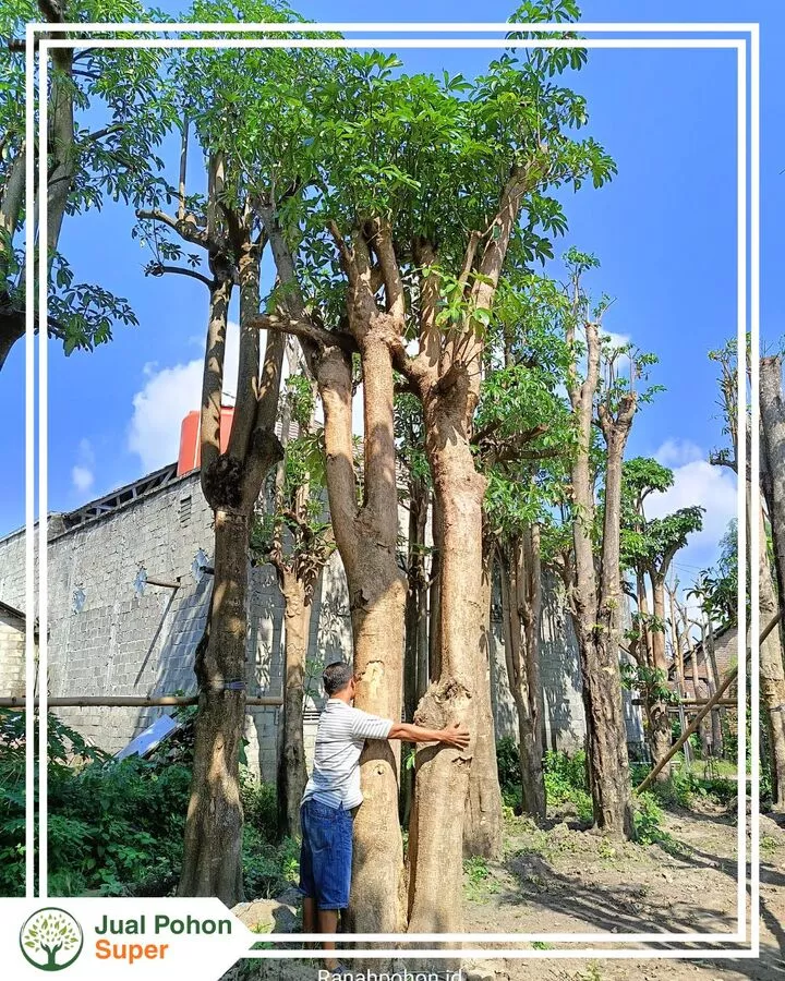 Jual Pohon Pule Tinggi 5-6 Meter Harga Murah Siap Tanam