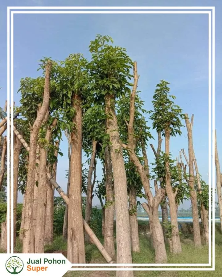 Jual Pohon Tabebuya Besar Tinggi 5–7 Meter Harga Termurah