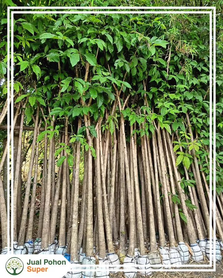 Jual Pohon Tabebuya Tinggi 3–4 Meter Siap Tanam Harga Termurah