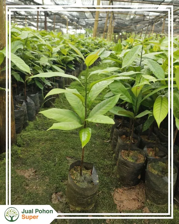 Harga Jual Bibit Manggis Terbaru Berbagai Ukuran