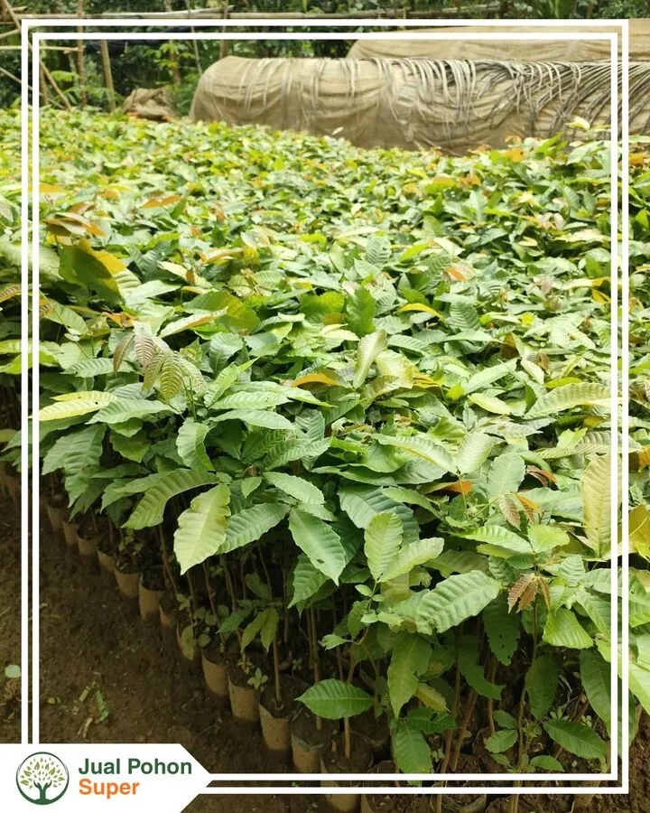 Harga Jual Bibit Matoa Terbaru Termurah