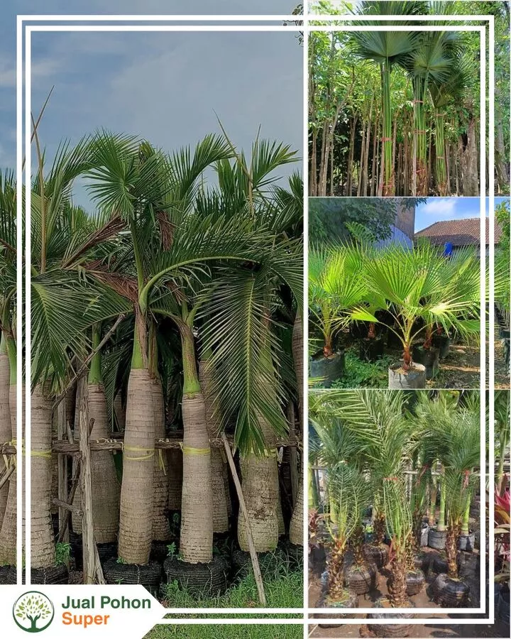 Harga Jual Pohon Palem Grosir Murah Berkualutas Unggul