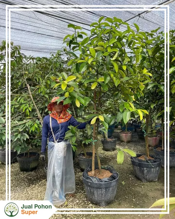 Jual Bibit Manggis Besar Tinggi 3-4 Meter