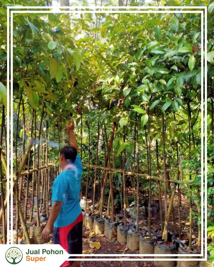 Jual Bibit Manggis Terdekat Berkualitas Unggul