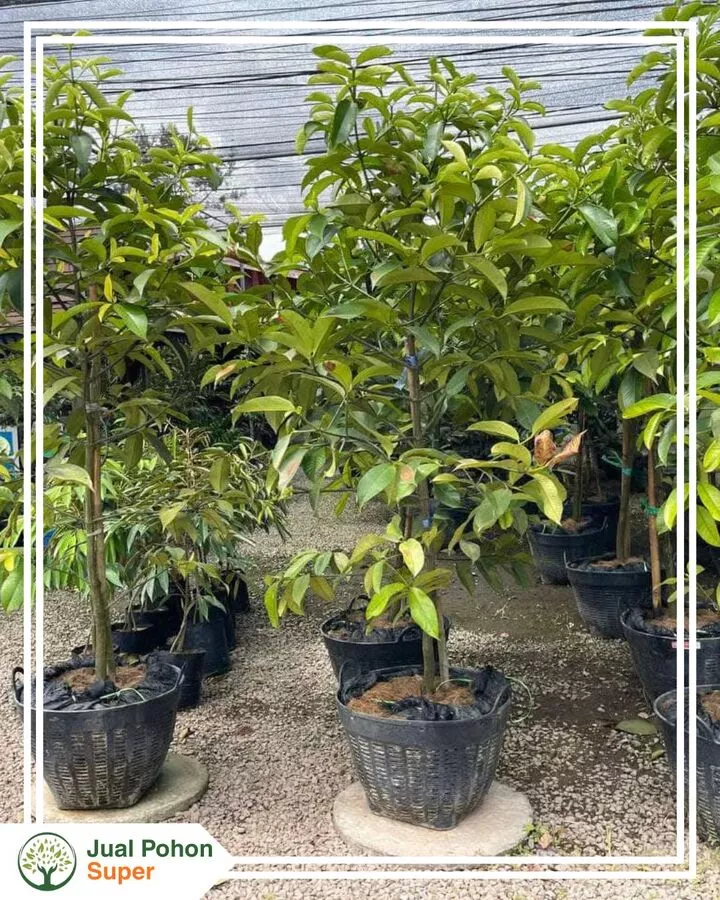 Jual Bibit Manggis Tinggi 1-2 Meter