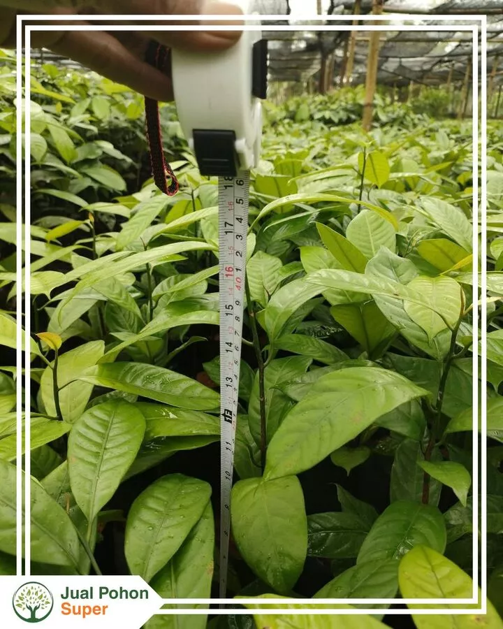 Jual Bibit Manggis Tinggi 50-80 CM
