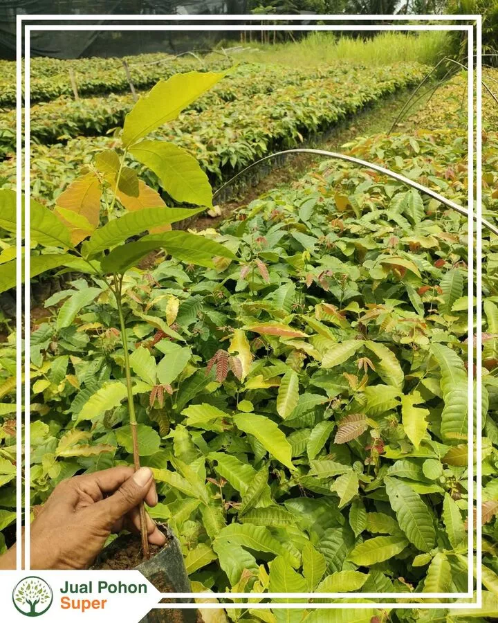 Jual Bibit Matoa Berkualitas Tinggi Siap Kirim ke Seluruh Indonesia