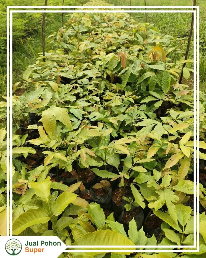 Jual Bibit Matoa Besar Tinggi 1 Meter