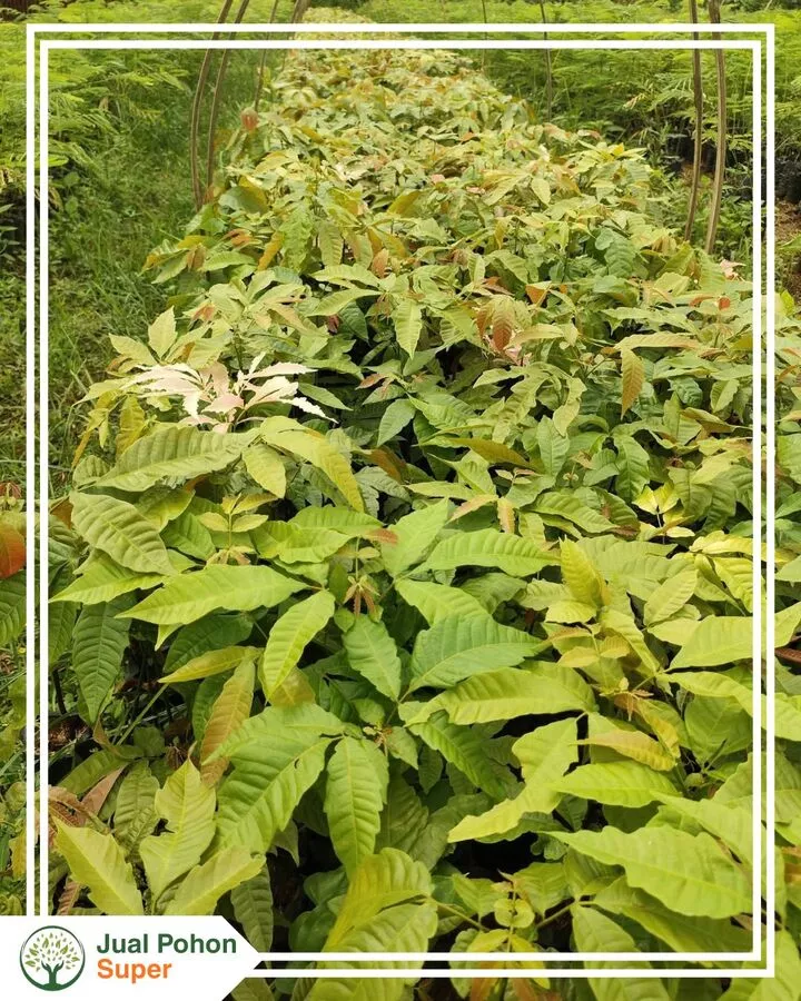 Jual Bibit Matoa Harga Murah Untuk Proyek