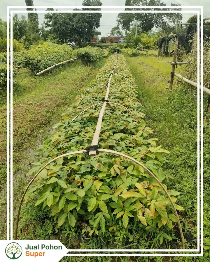 Jual Bibit Matoa Terdekat Terpercaya