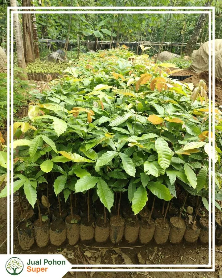 Jual Bibit Matoa Tinggi 30cm 50cm 80cm Berkualitas