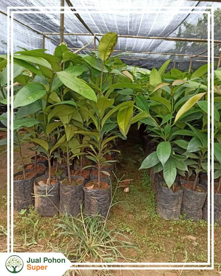 Jual Bibit Pohon Manggis Unggul Harga Murah Terbaru