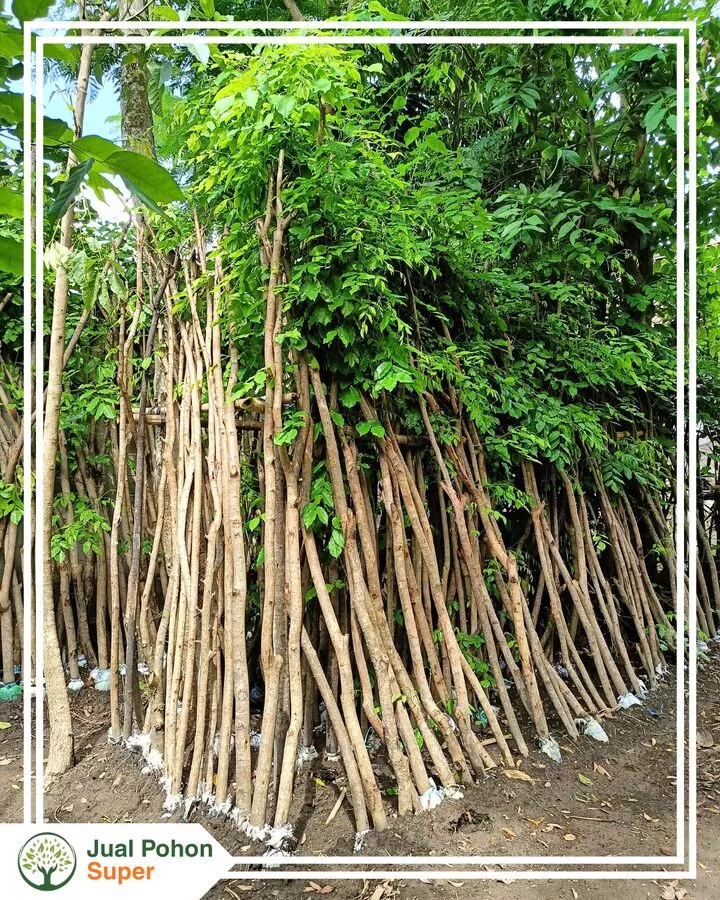Jual Pohon Angsana Besar Tinggi 3-4 Meter