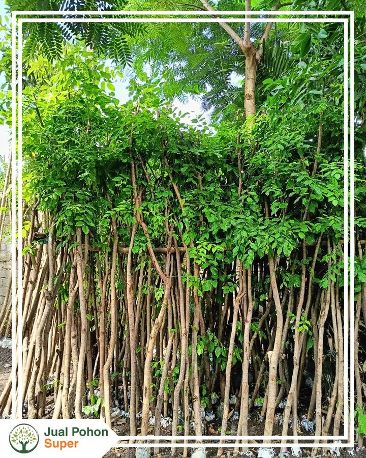 Jual Pohon Angsana Terdekat Kualitas Unggul