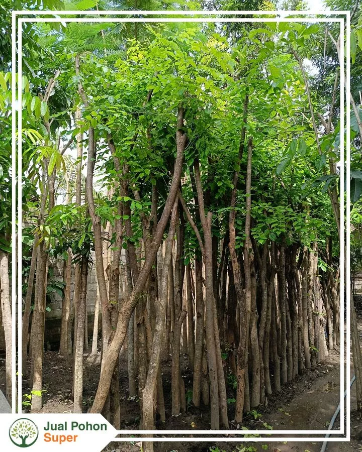 Jual Pohon Angsana Tinggi 1-2 Meter